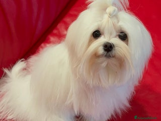 Maltese cani Cucciolo di maltese con pedigree ENCI a Città Metropolitana di Venezia - Annuncio 1
