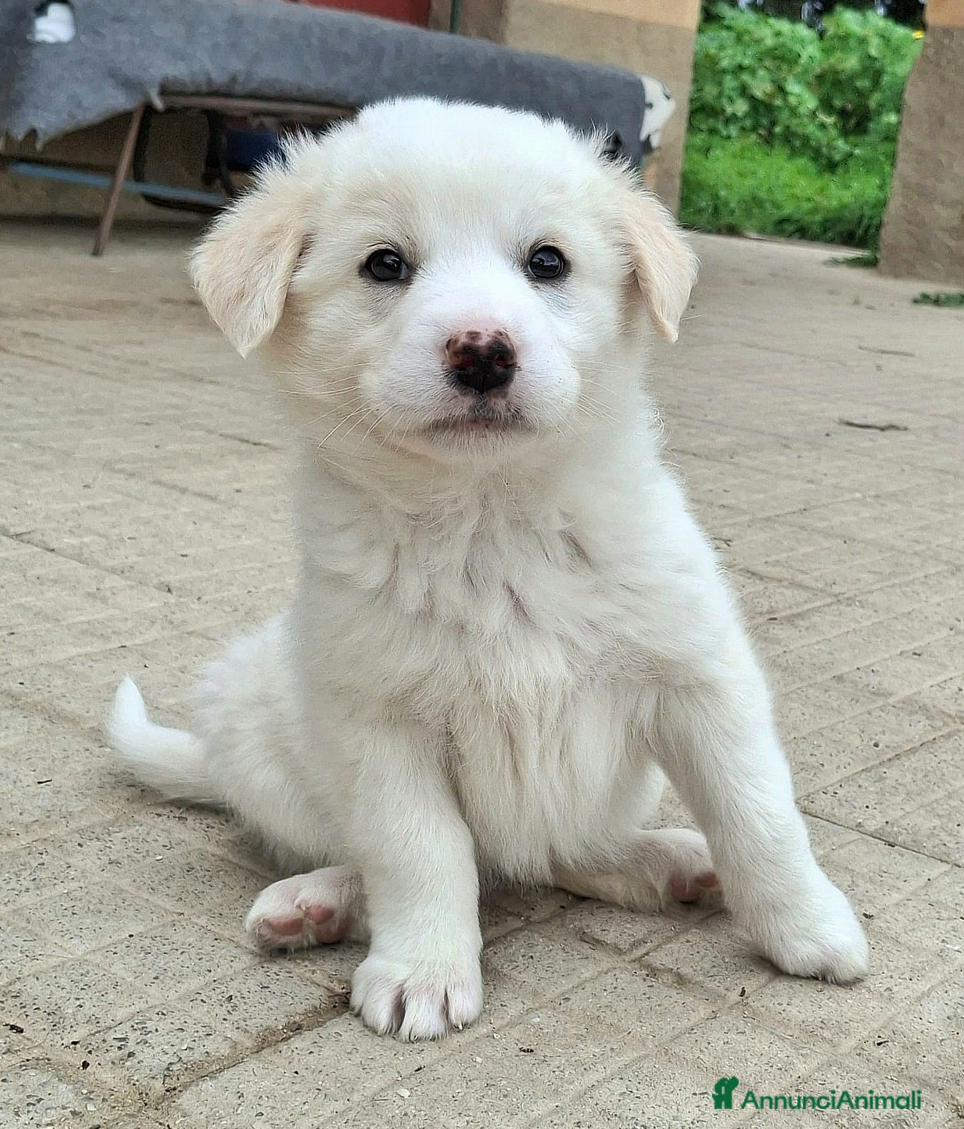 Meticcio cani Wilma 2 mesi taglia media  - Annuncio 21