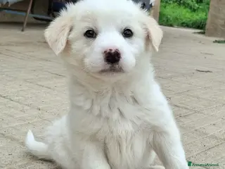 Meticcio cani Wilma 2 mesi taglia media - Annuncio 21