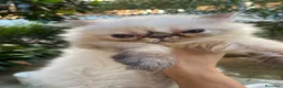 Persiano gatti in vendita: cucciola persiana color point himalaiana - Annuncio 21