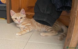 Meticcio gatti in regalo: Astrid gattina di 2 mesi  a Provincia di Teramo - Immagine 3