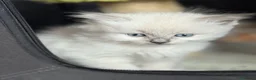 Ragdoll gatti in vendita: Ragdoll cuccioli a Provincia di Verona - Annuncio 4