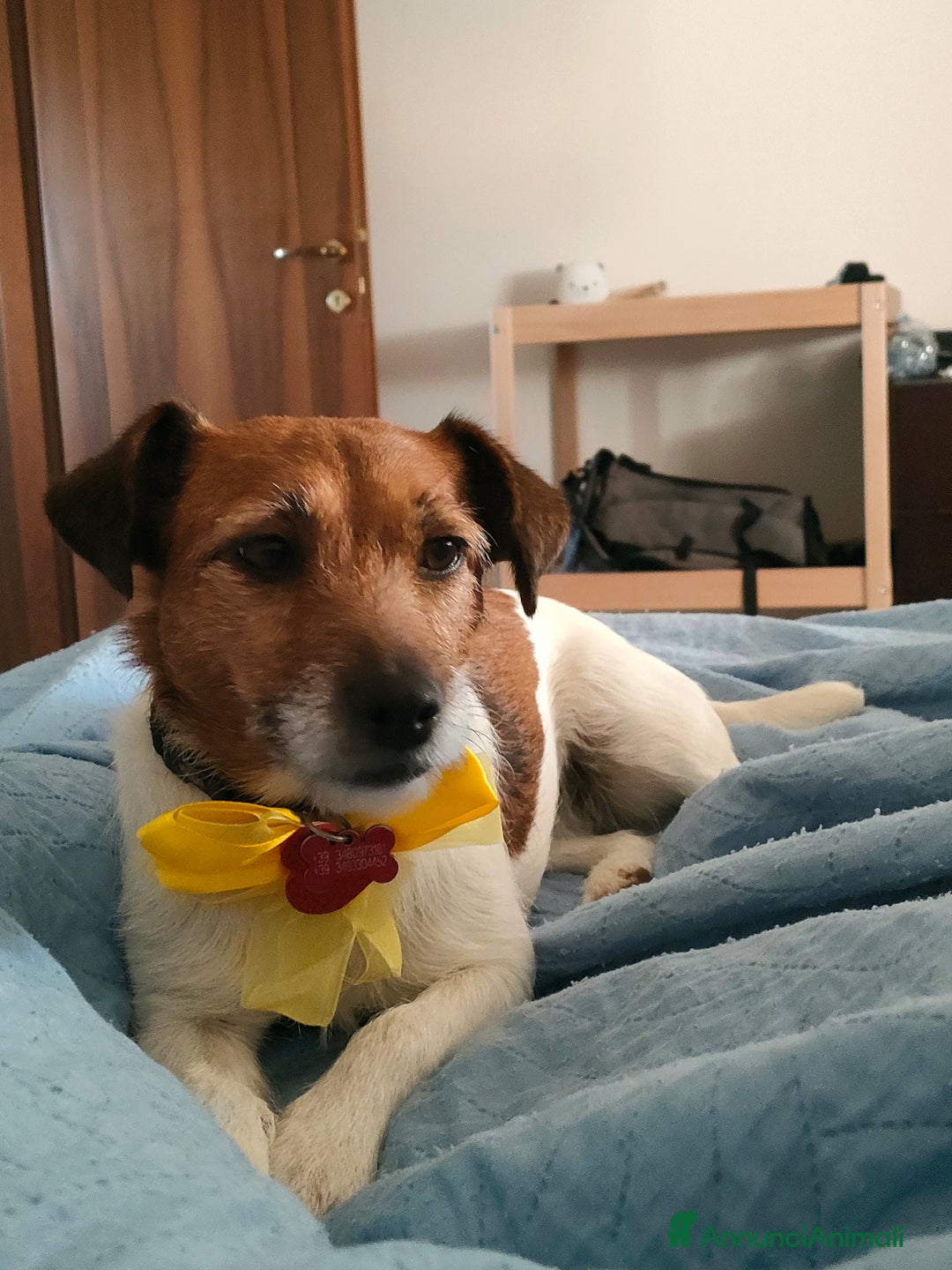 Jack Russell cani in regalo: Jack Russell Terrier Broken intera 3 anni e mezzo - Annuncio 5