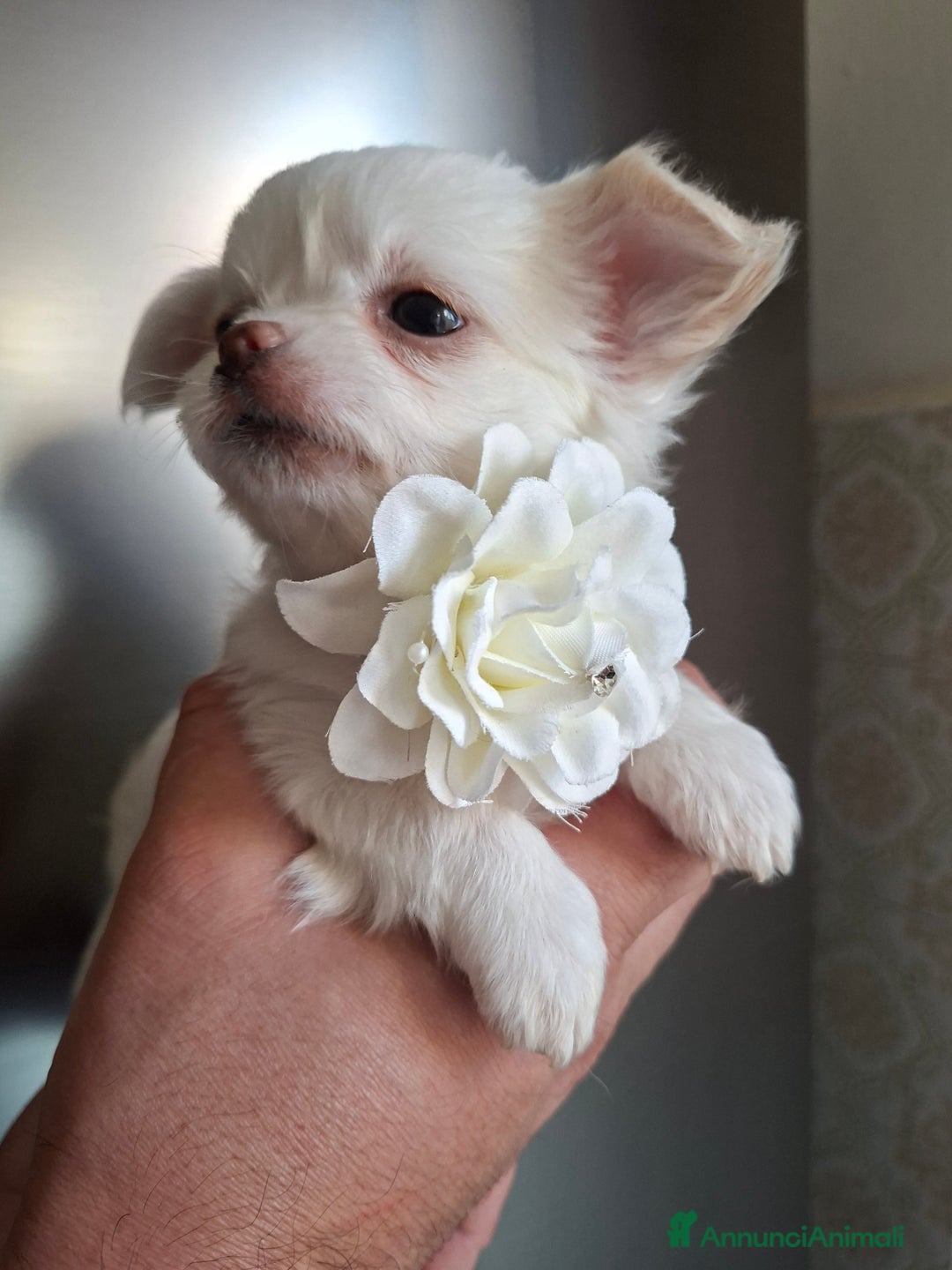 Chihuahua cani in vendita: Chihuahua tg toy pelo lungo  - Annuncio 6
