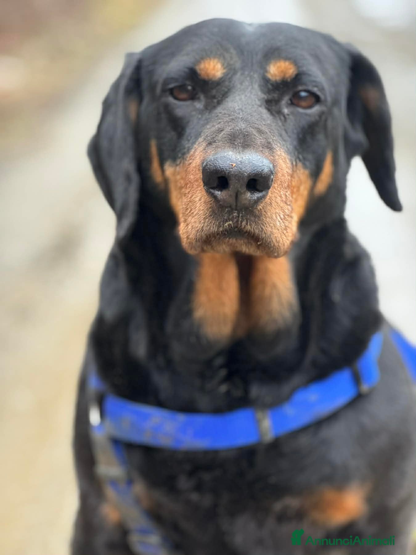 Meticcio cani RORY, segugiotta TENERISSIMA in rifugio! - Annuncio 40