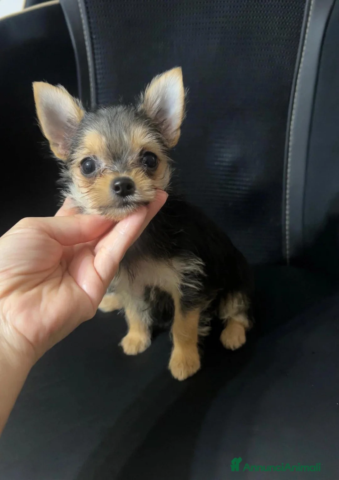 Meticcio cani in vendita: Mini simil yorkshire da padre 1,200 kg - Annuncio 1