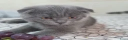 Scottish gatti in vendita: Cucciolo Scottish  - Annuncio 4