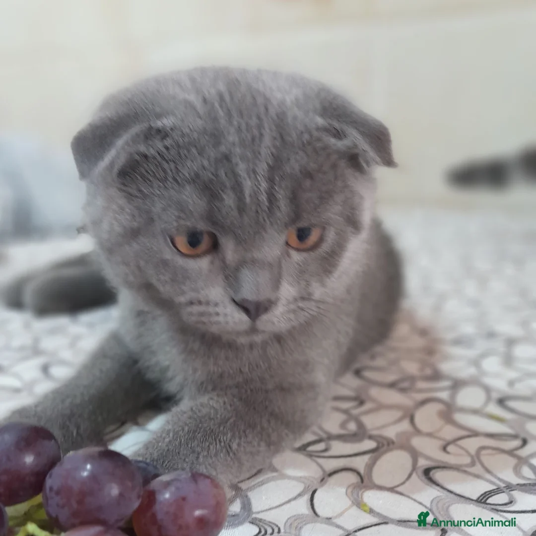 Scottish gatti in vendita: Cucciolo Scottish  - Annuncio 4