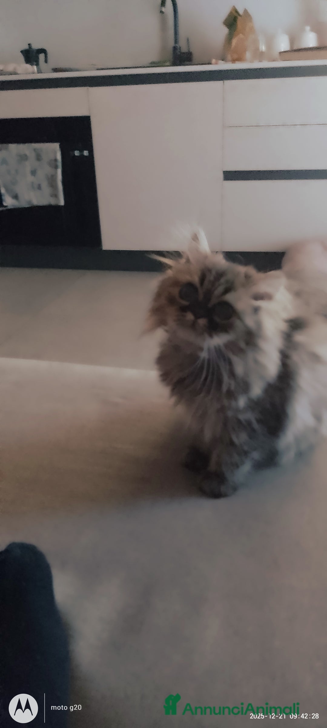 Persiano gatti in vendita: Splendida cucciola  - Annuncio 2