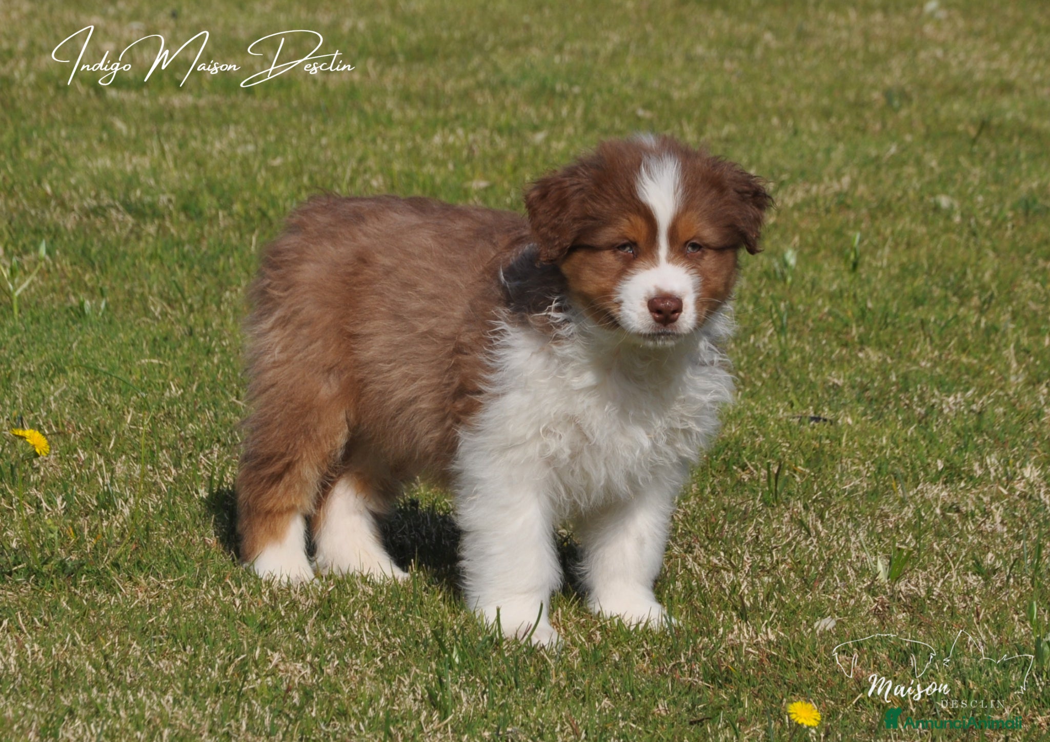 Australian Shepherd cani Cuccioli pastore australiano  - Annuncio 2