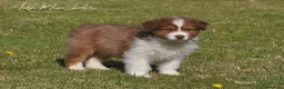 Australian Shepherd cani in vendita: Cuccioli pastore australiano  - Annuncio 1