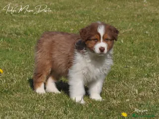 Australian Shepherd cani Cuccioli pastore australiano - Annuncio 2