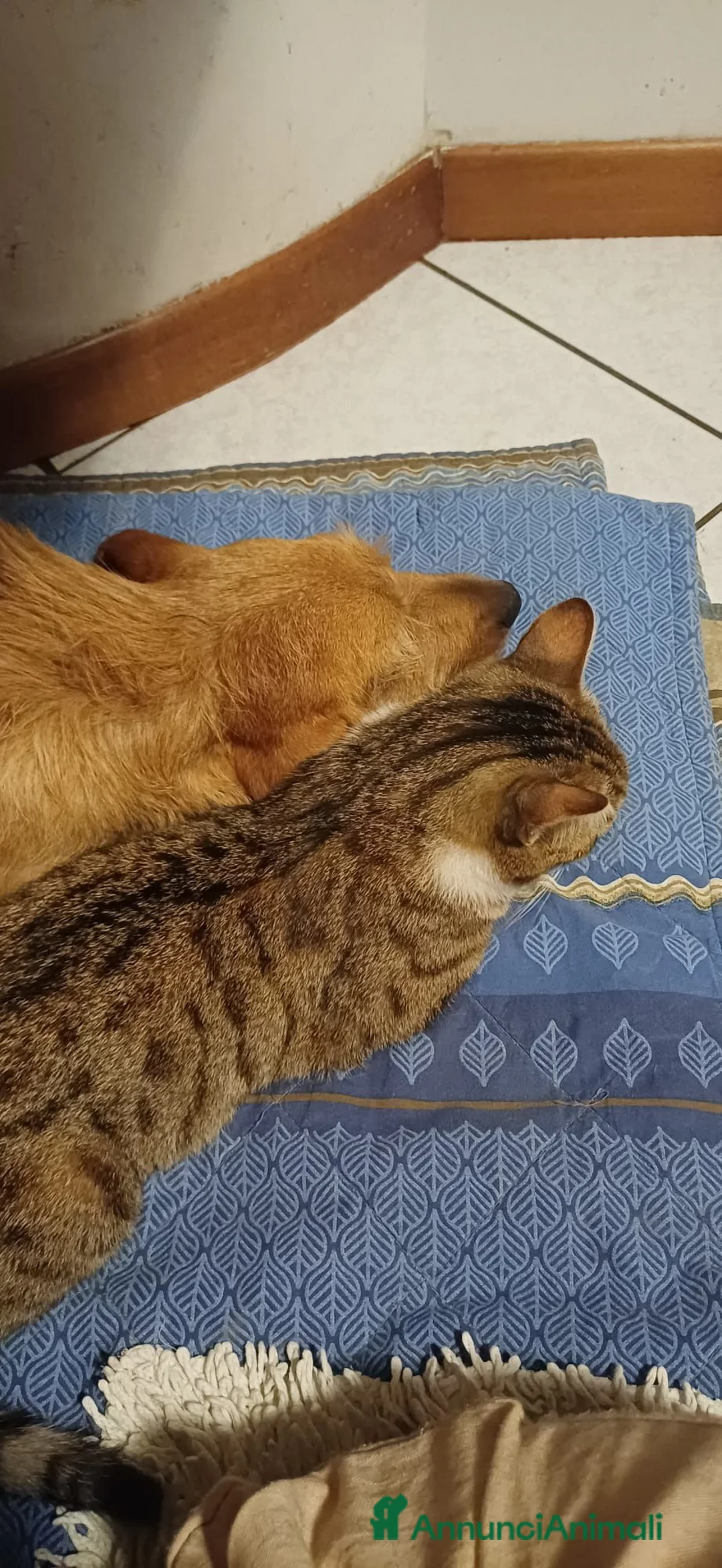 Meticcio cani in regalo: Flora, simil segugio!  - Annuncio 2