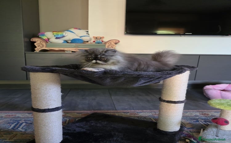 Persiano gatti a Provincia di Padova - Annuncio 3