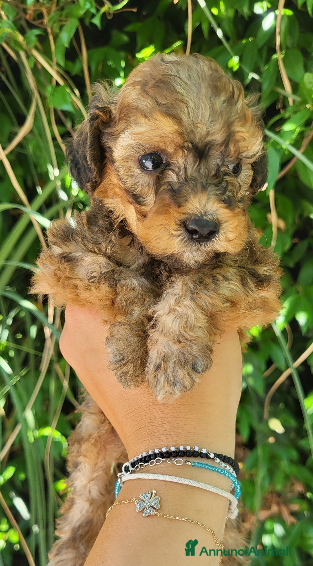 Barboncino cani in vendita: Cucciolo di Barboncino  a Città metropolitana di Milano - Immagine 1