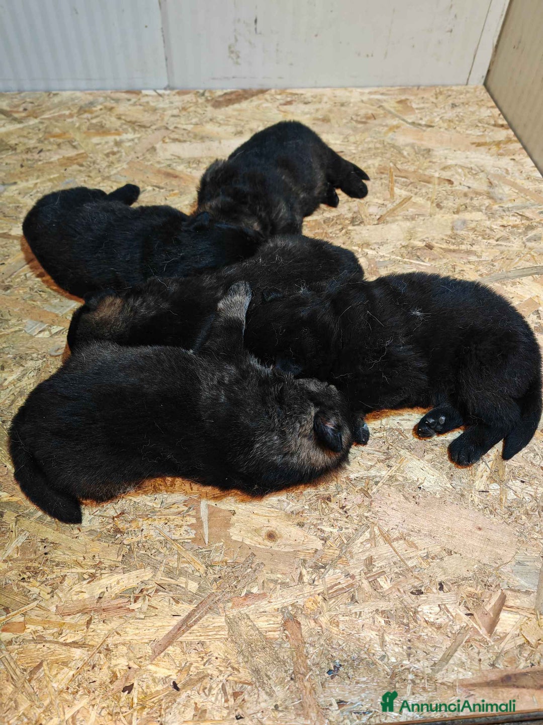Pastore Tedesco cani in vendita: Cuccioli Pastore Tedesco linea da lavoro grigioni  - Annuncio 3