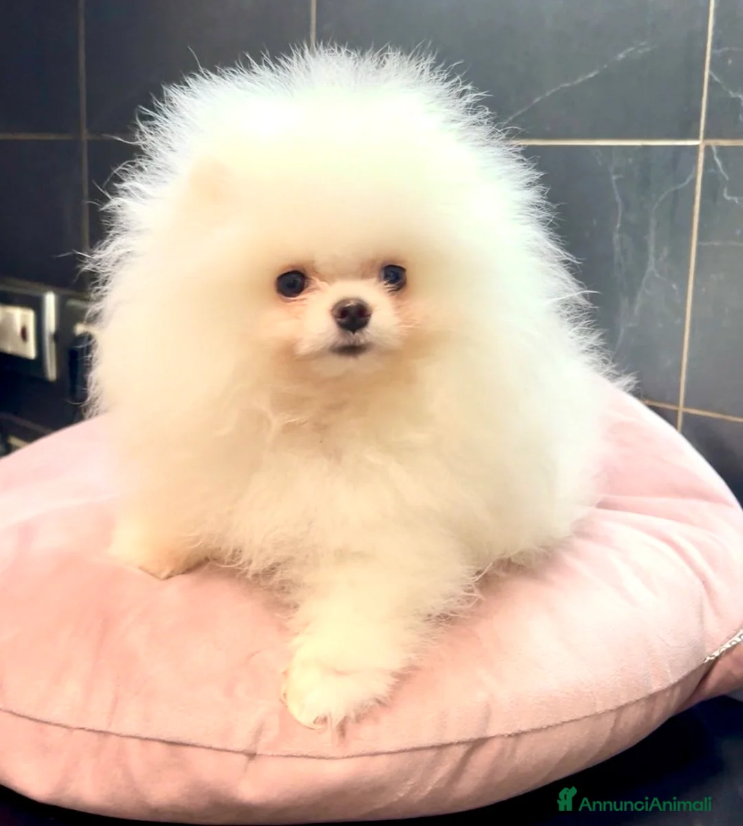 Spitz cani in vendita: Spitz Pomerania nano  - Annuncio 2