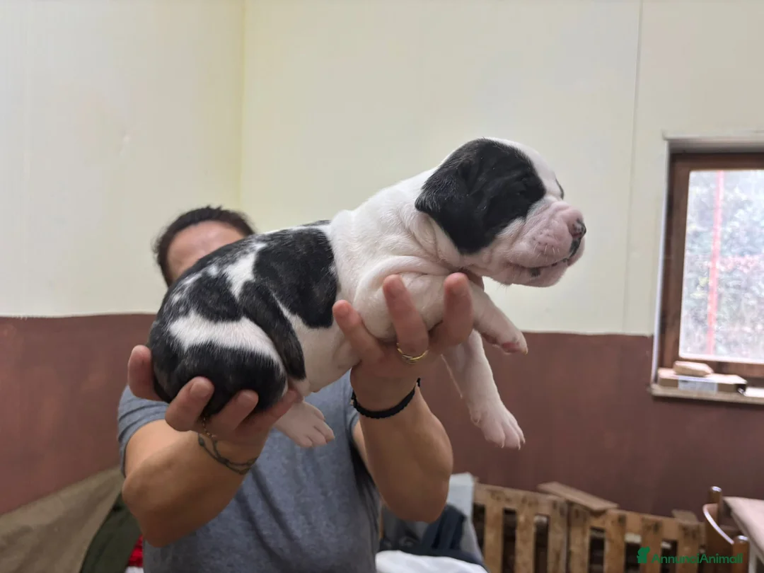 American Bully cani in vendita: BULLDOG AMERICANI - Annuncio 8