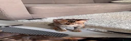 Bengala gatti in vendita: Bengala TICA Bellissimi ed Adorabili  a Città Metropolitana di Napoli - Annuncio 7