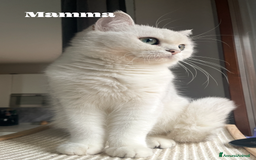 British gatti in vendita: Fantastici Gattine British-Scottish a Città Metropolitana di Firenze - Immagine 13