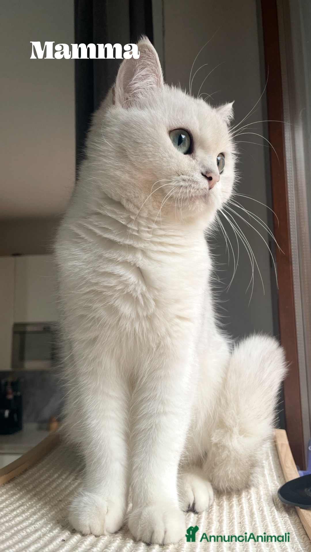British gatti in vendita: Fantastici Gattine British-Scottish a Città Metropolitana di Firenze - Immagine 13