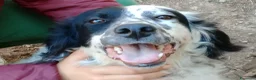 Setter Inglese cani in regalo: CHEROKEE - Annuncio 1