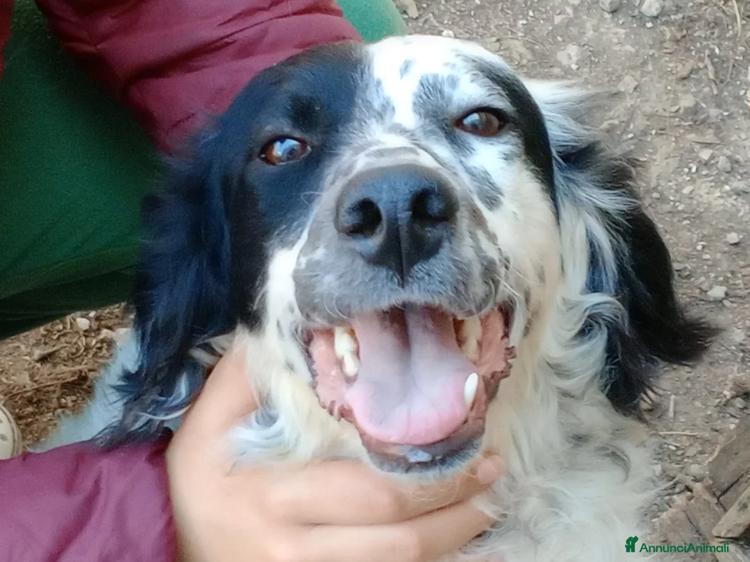 Setter Inglese cani in regalo: CHEROKEE - Annuncio 1