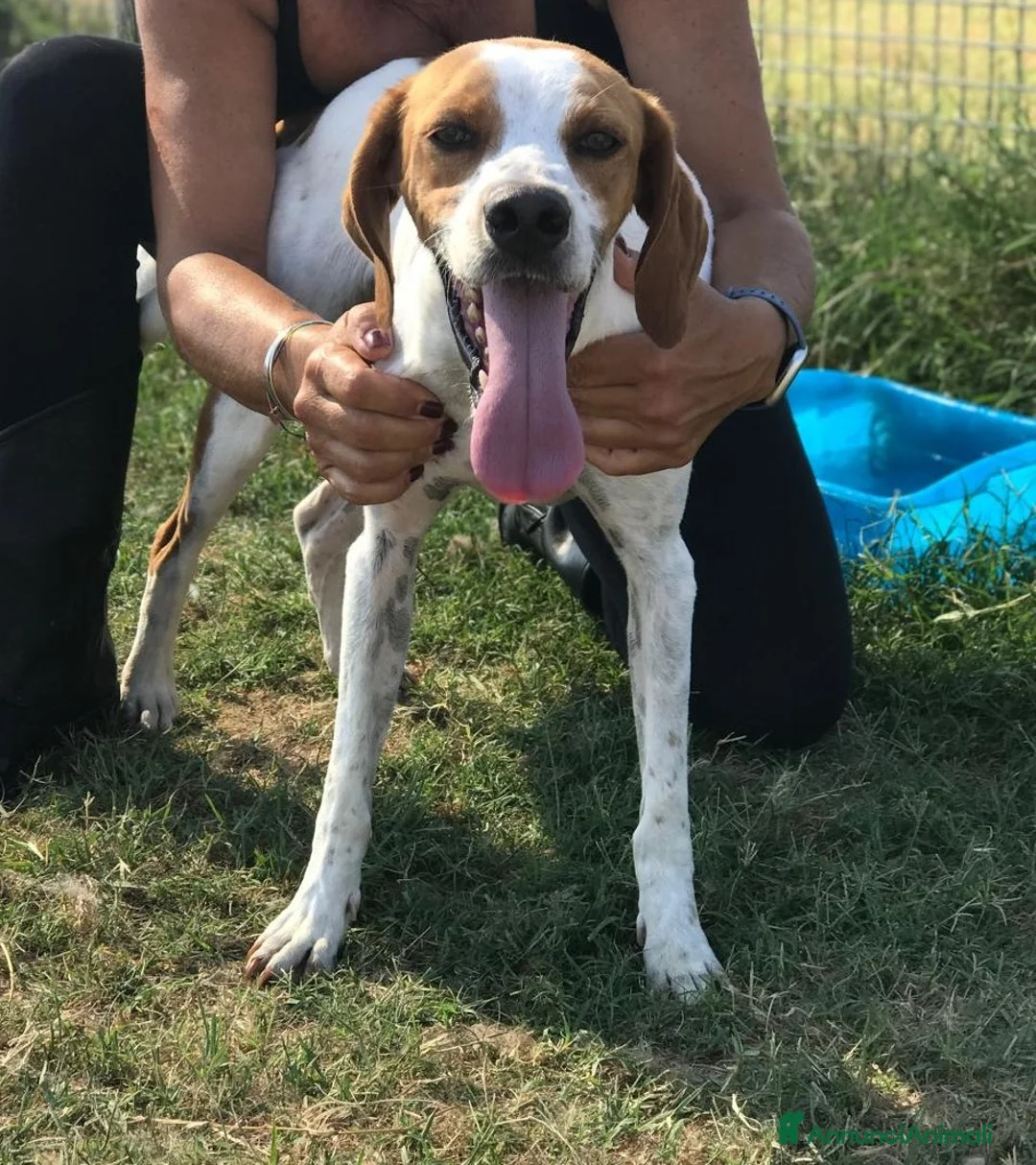 Meticcio cani in regalo: PUCK, bretoncino bianco/arancio - in adozione a Provincia di Latina - Annuncio 4