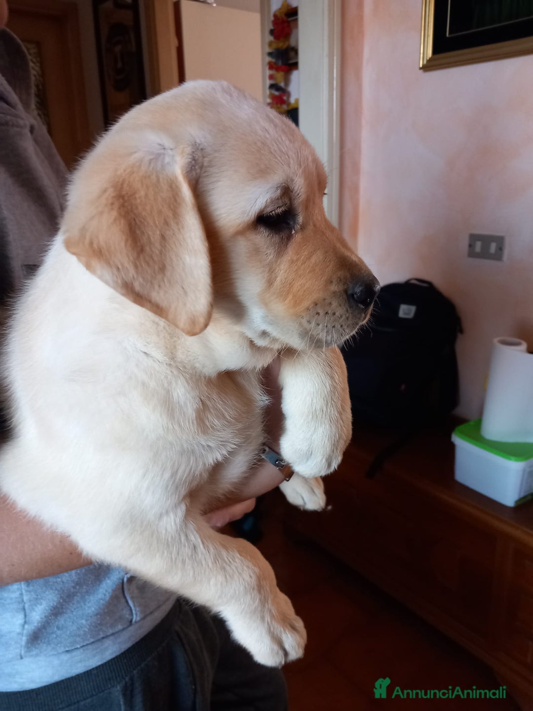 Labrador cani in vendita: Labrador  - Annuncio 3