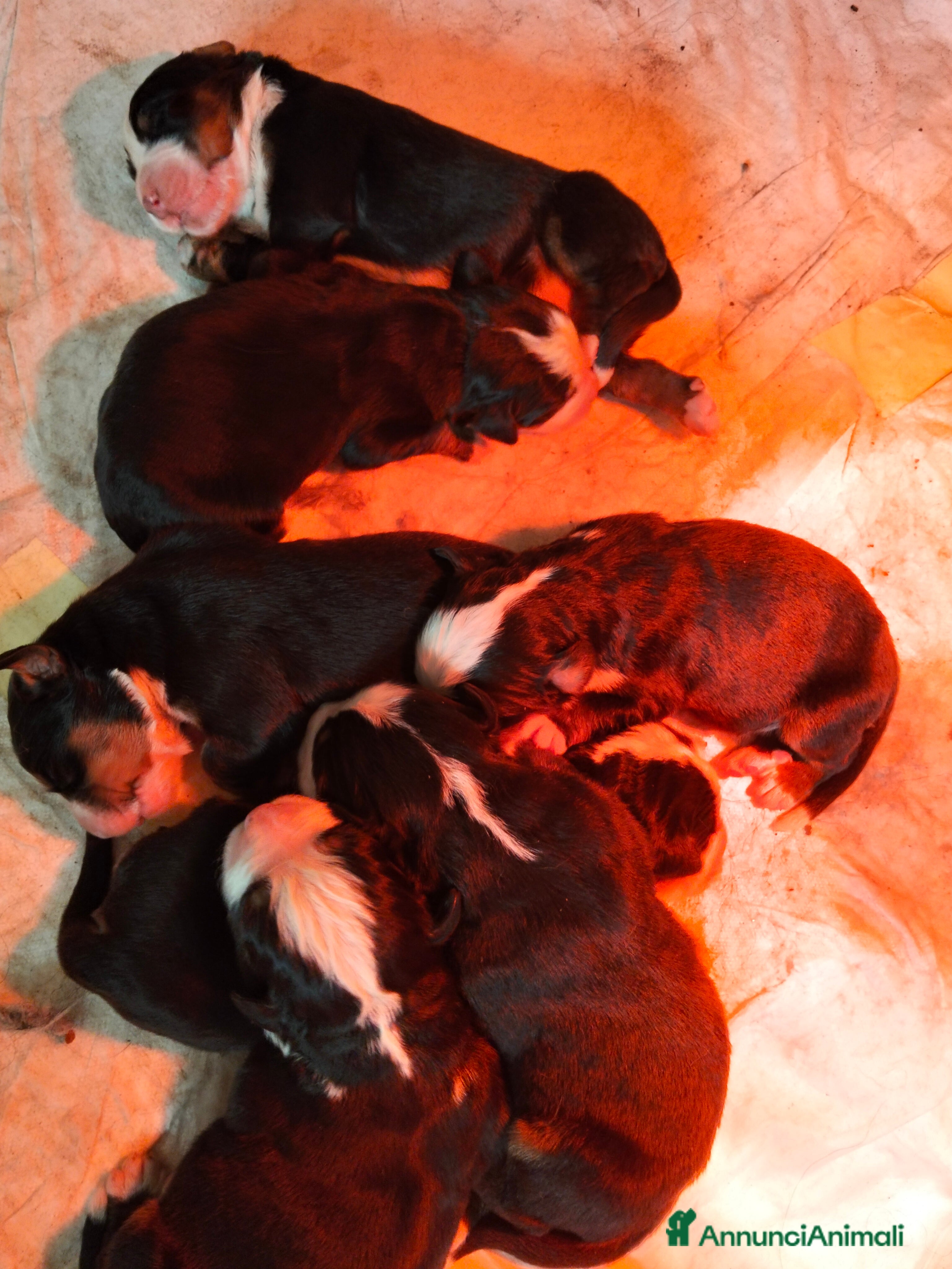 Bovaro del Bernese cani Cuccioli di bovaro del bernese  - Annuncio 1