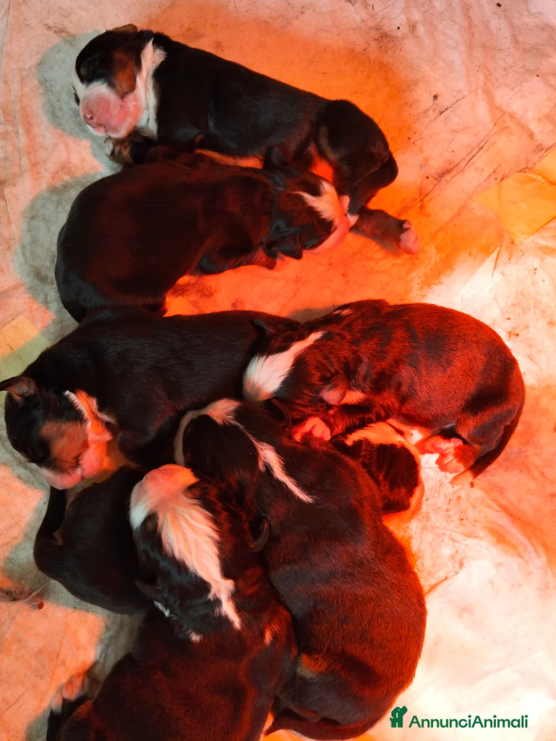 Bovaro del Bernese cani in vendita: Cuccioli di bovaro del bernese  - Annuncio 1