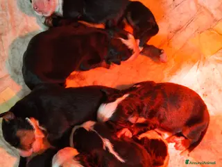 Bovaro del Bernese cani Cuccioli di bovaro del bernese - Annuncio 1