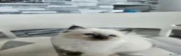 Sacro di Birmania gatti in vendita: Cuccioli Sacro di Birmania disponibili  - Annuncio 1