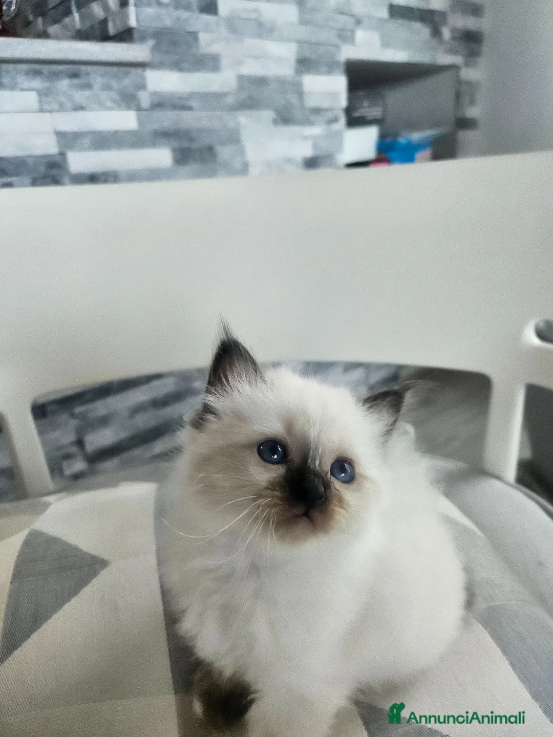 Sacro di Birmania gatti in vendita: Cuccioli Sacro di Birmania disponibili  - Annuncio 1
