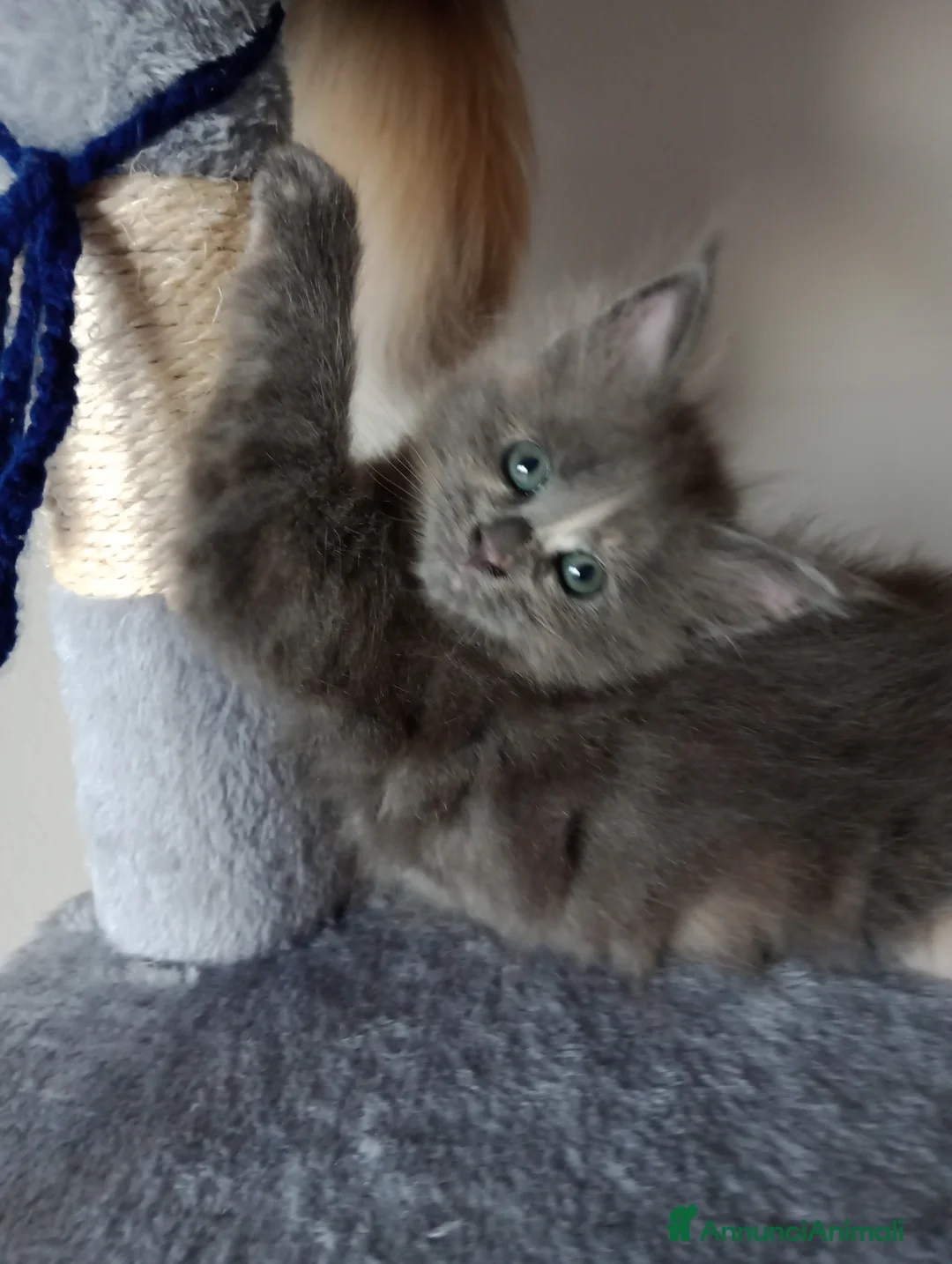 Maine Coon gatti in vendita: Cucciola di Maine Coon  - Annuncio 7