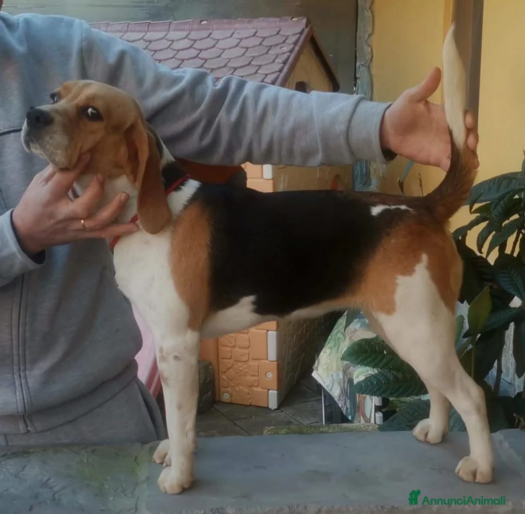 Beagle cani in vendita: BEAGLE CUCCIOLI a Città Metropolitana di Torino - Annuncio 1