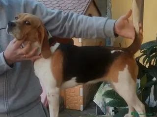 Beagle cani BEAGLE CUCCIOLI - Annuncio 2
