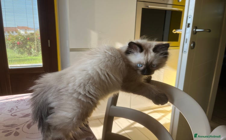 Siberiano gatti a Provincia di Biella - Annuncio 10