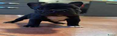 Bulldog Francese 2