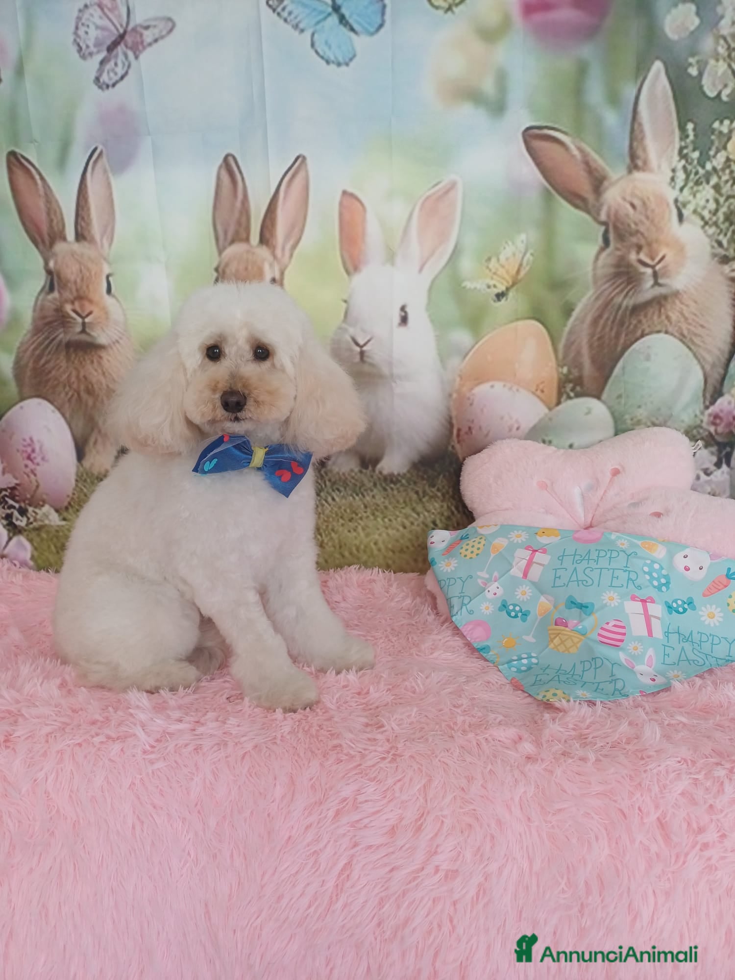 Barboncino cani Regalo Barboncino - Annuncio 1