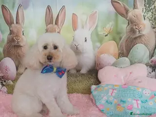 Barboncino cani Regalo Barboncino - Annuncio 1