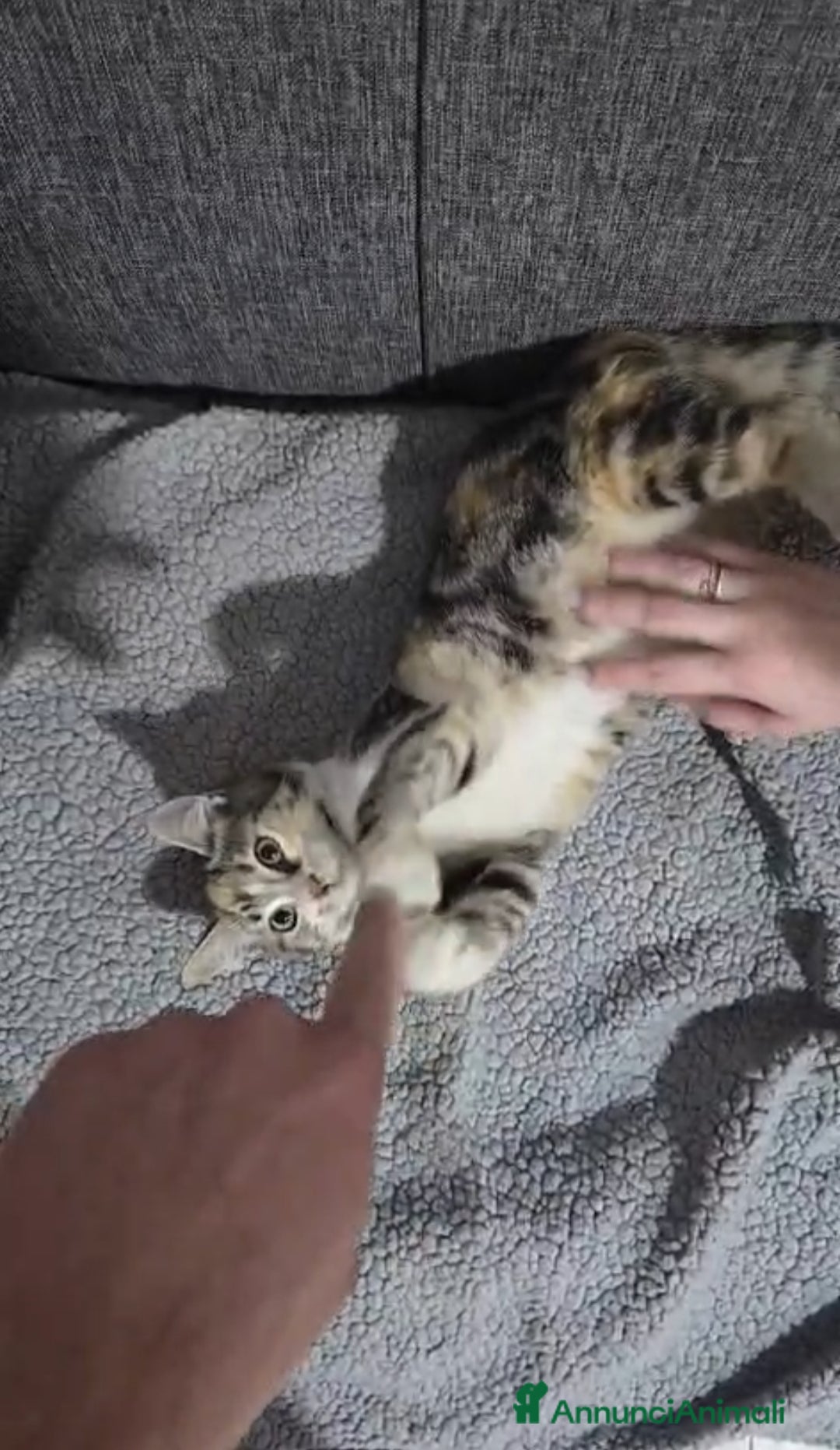 Altre razze gatti in regalo: GATTINA - Annuncio 4