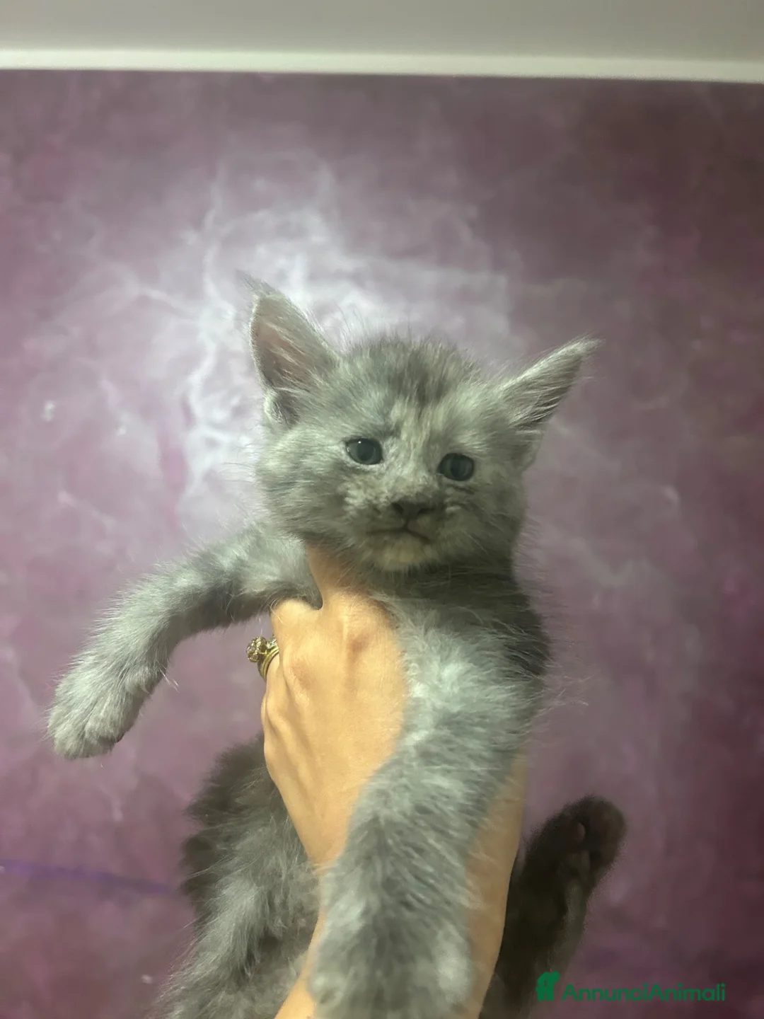Maine Coon gatti in vendita: Maine coon blu smoke - Annuncio 2