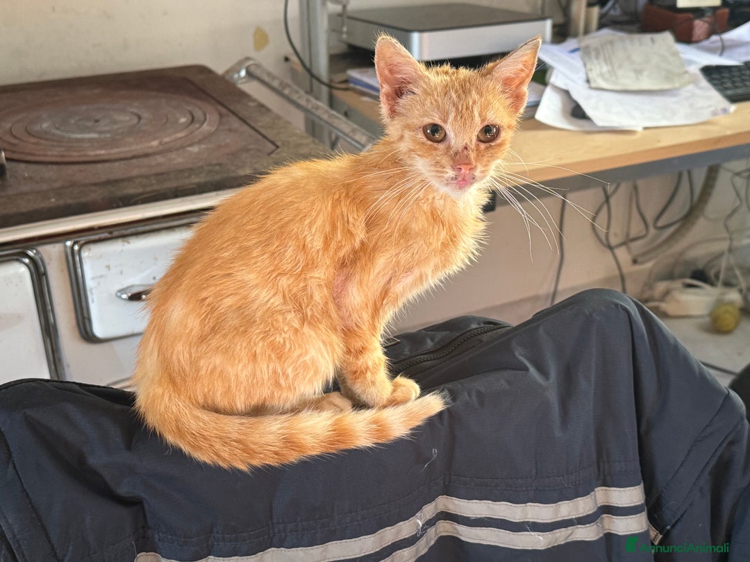 Europeo gatti in regalo: Gattini rossi trovatelli  - Annuncio 9