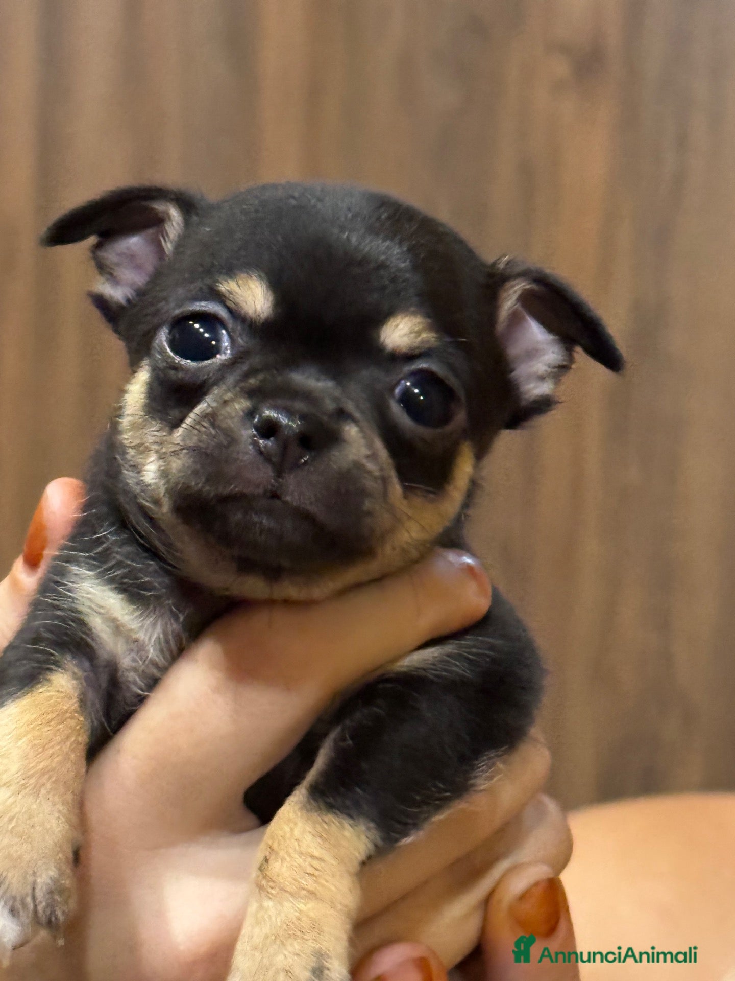 Chihuahua cani Splendidi Cuccioli di chihuahua  - Annuncio 15