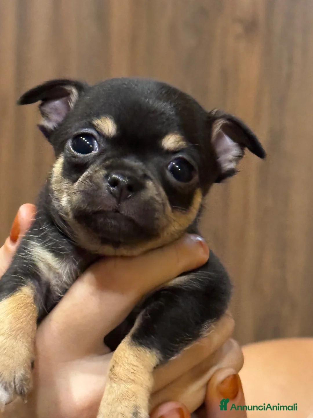 Chihuahua cani in vendita: Splendidi Cuccioli di chihuahua  - Annuncio 1