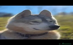 Husky cani per accoppiamento: Splendido Siberian Husky per accoppiamento a Provincia di Cuneo - Immagine 3