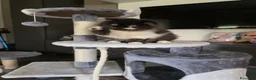 Persiano gatti in vendita: Cuccioli persiani  - Annuncio 3