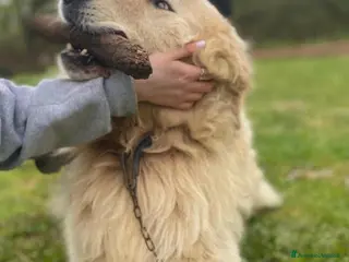 Pastore Maremmano cani ROMEO affettuoso e buono con tutti a Provincia di Lucca - Annuncio 1