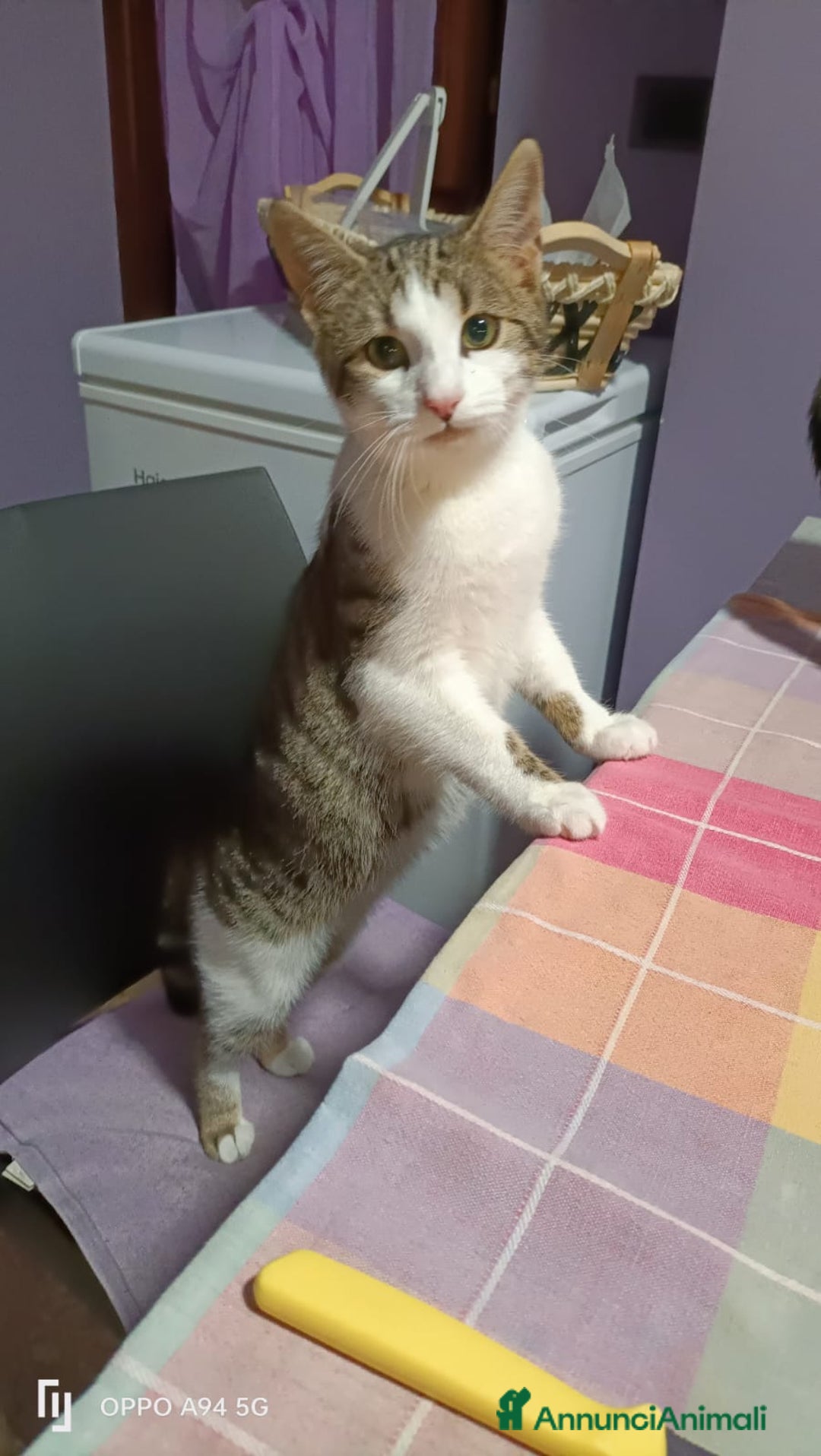 Europeo gatti in regalo: 3 moschettieri  - Annuncio 5